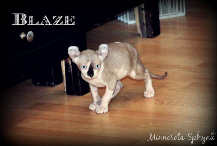 Blaze - Elf-Cat