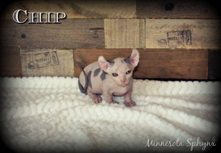 Chip - Elf-Cat