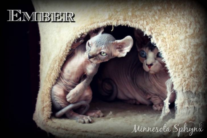 Ember - Elf-Cat
