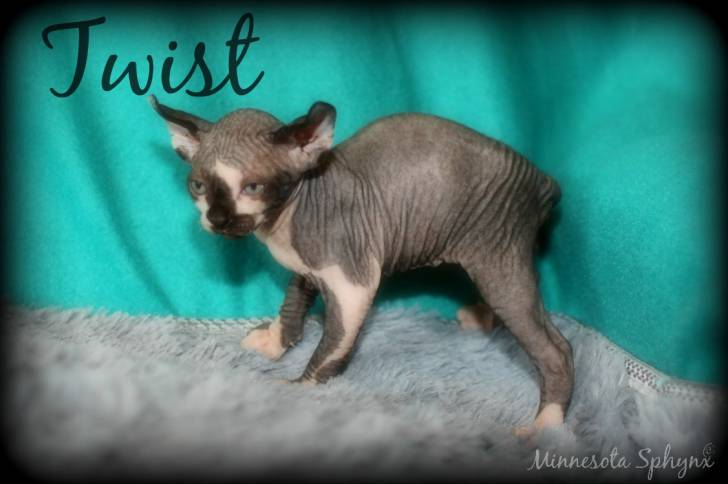 Twist - Elf-Cat