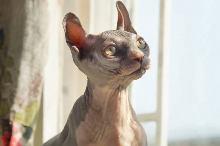 Photo Elf-Cat