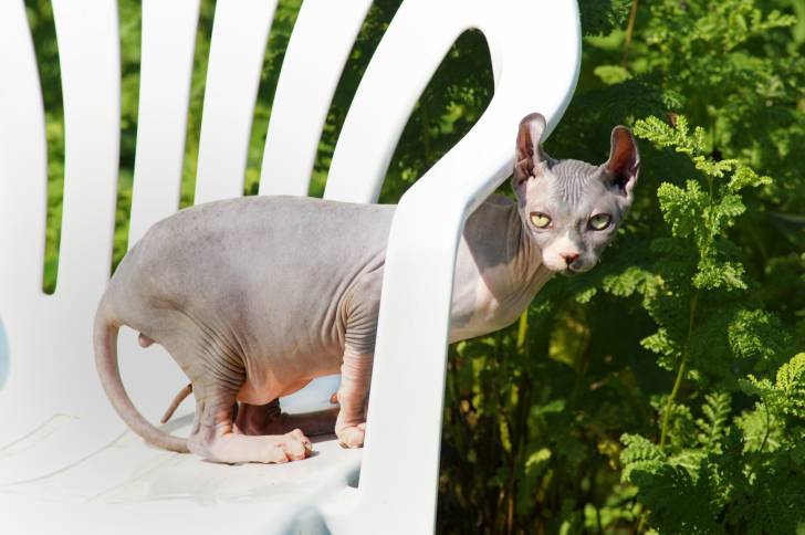 Photo Elf-Cat