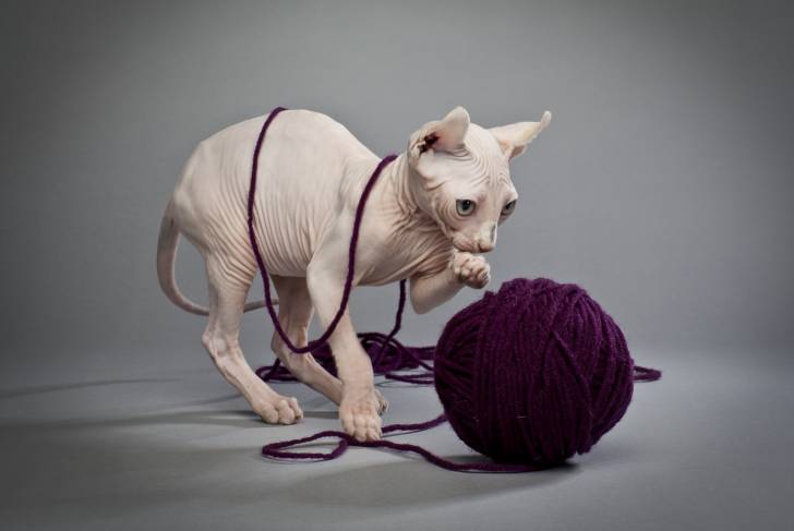 Photo Elf-Cat