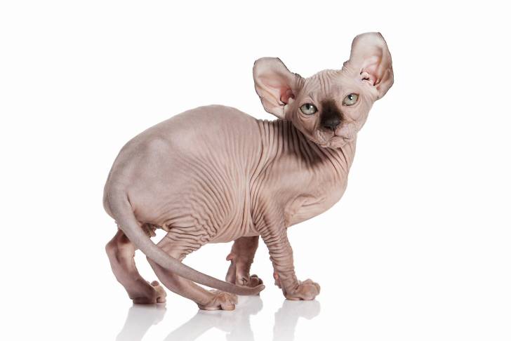 Photo Elf-Cat