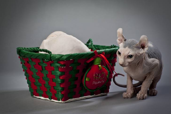 Photo Elf-Cat