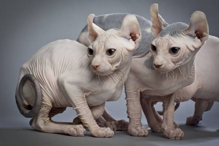 Photo Elf-Cat