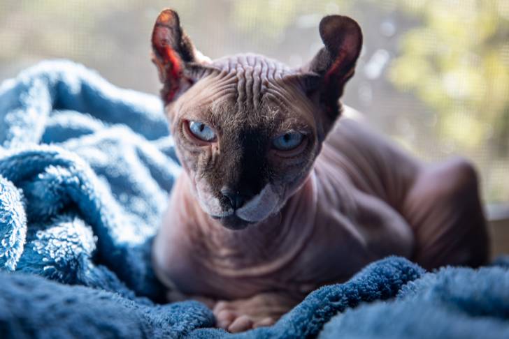 Photo Elf-Cat