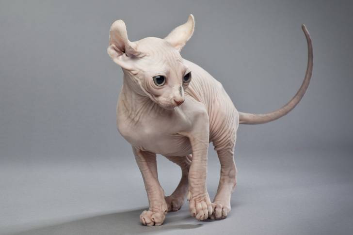 Photo Elf-Cat
