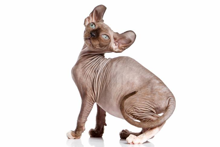 Photo Elf-Cat