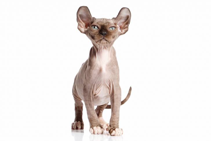 Photo Elf-Cat