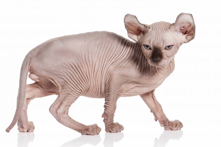 Photo Elf-Cat