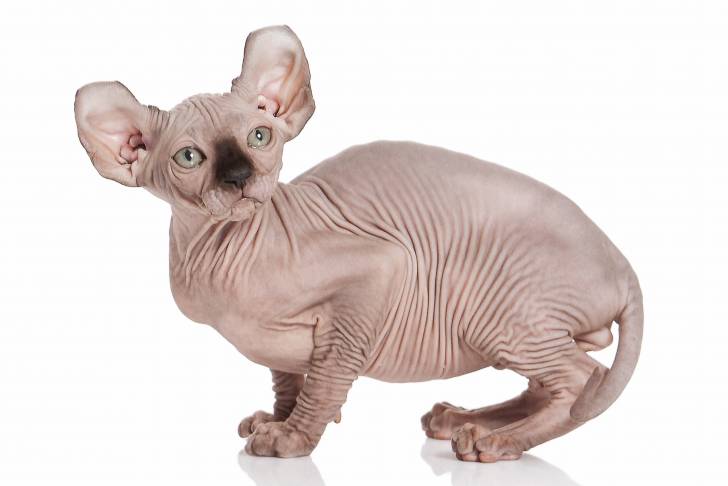 Photo Elf-Cat