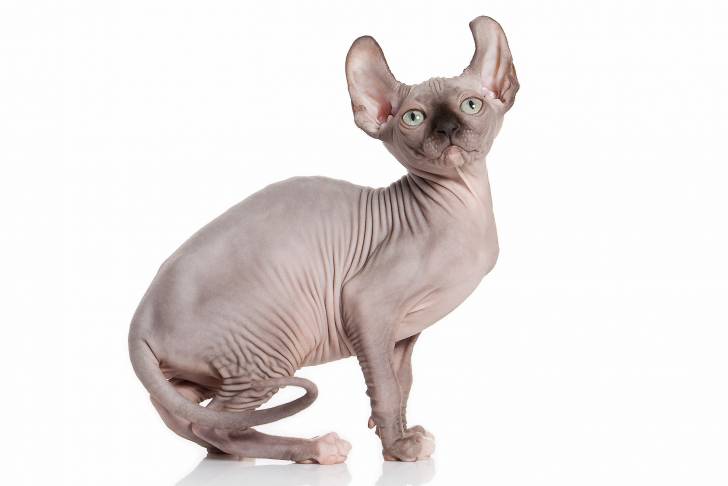 Photo Elf-Cat