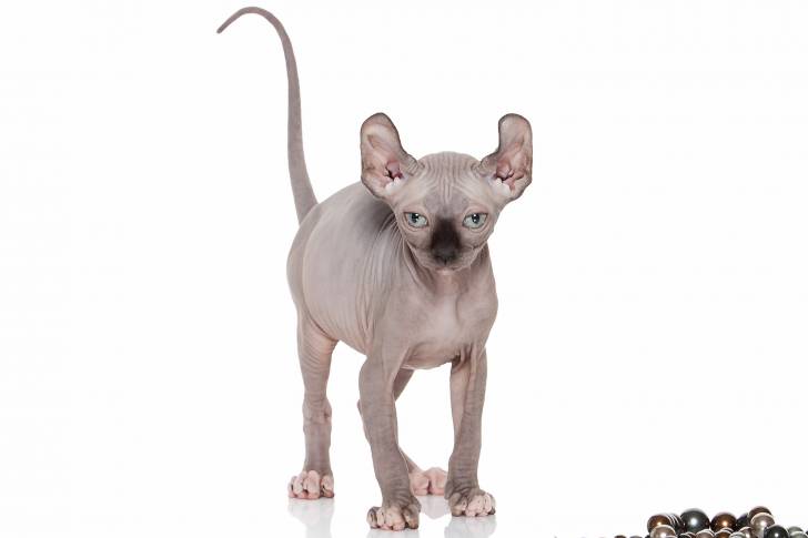 Photo Elf-Cat