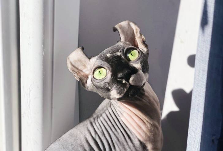 Photo Elf-Cat