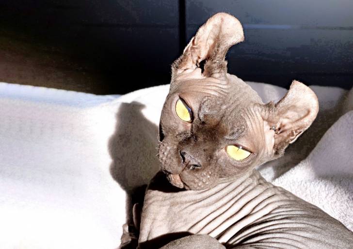 Photo Elf-Cat