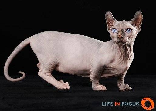 Mystiquecats Fidji - Dwelf