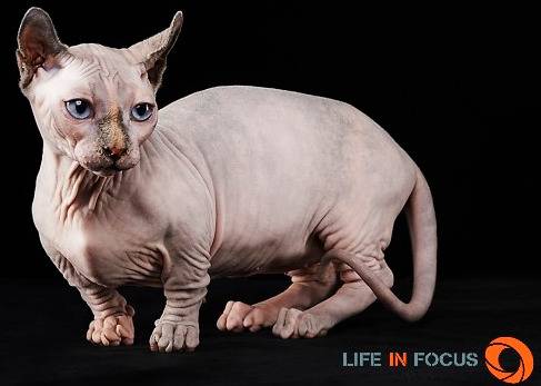 Mystiquecats Fidji - Dwelf