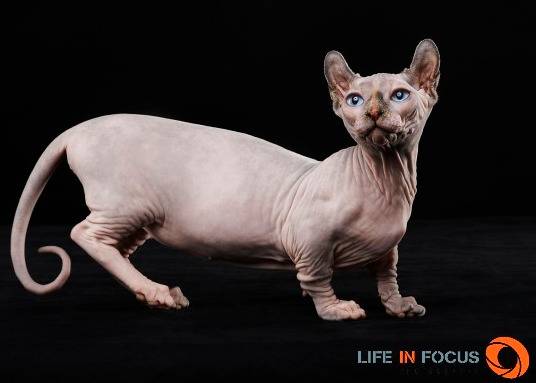 Mystiquecats Fidji - Dwelf