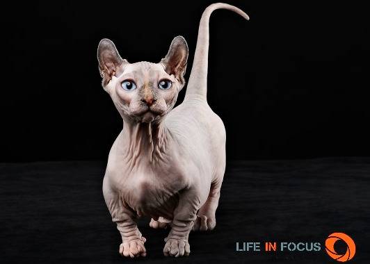Mystiquecats Fidji - Dwelf