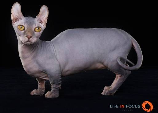 Mystiquecats Soya - Dwelf