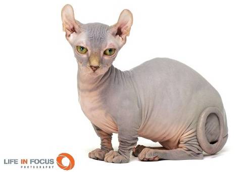 Mystiquecats Soya - Dwelf