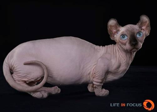 Mystiquecats Saphira - Dwelf
