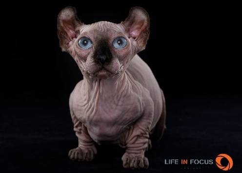 Mystiquecats Saphira - Dwelf