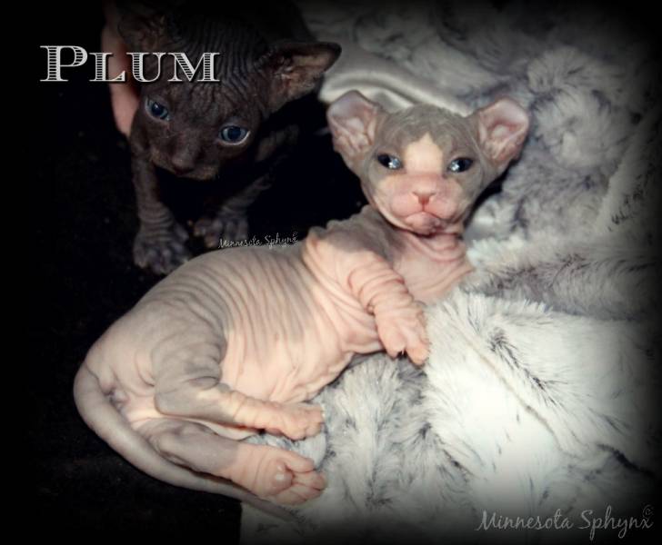 Plum - Dwelf