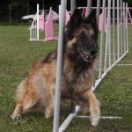 Erckana - Berger Belge Tervueren (9 mois)