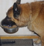 Asgardr de Walhalha - Berger Belge Tervueren Mâle (10 ans)