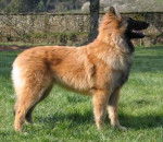 Clem - Berger Belge Tervueren (2 ans)