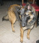 her - Berger Belge Tervueren (2 ans)