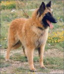 Tervueren - Berger Belge Tervueren