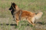 Tervueren des Loups d'Aquitaine - Berger Belge Tervueren Mâle