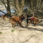 Cayenne, Lasko et le baton - Berger Belge Tervueren