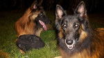 Cayenne et Lasko - Berger Belge Tervueren