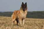 Photo Berger Belge Tervueren