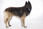 Photo Berger Belge Tervueren