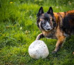 Photo Berger Belge Tervueren