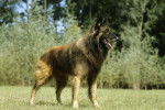 Photo Berger Belge Tervueren