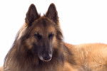 Photo Berger Belge Tervueren