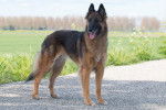 Photo Berger Belge Tervueren