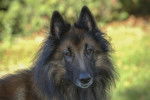Photo Berger Belge Tervueren