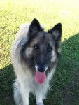 Aïka - Berger Belge Tervueren (4 ans)