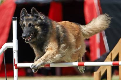 Activités recommandées pour un Berger Belge Tervueren