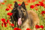 Un Berger Belge Tervueren allongé dans un champ de coquelicots