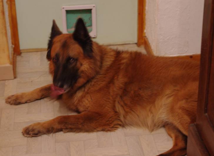 Asgardr de Walhalha - Berger Belge Tervueren Mâle (10 ans)