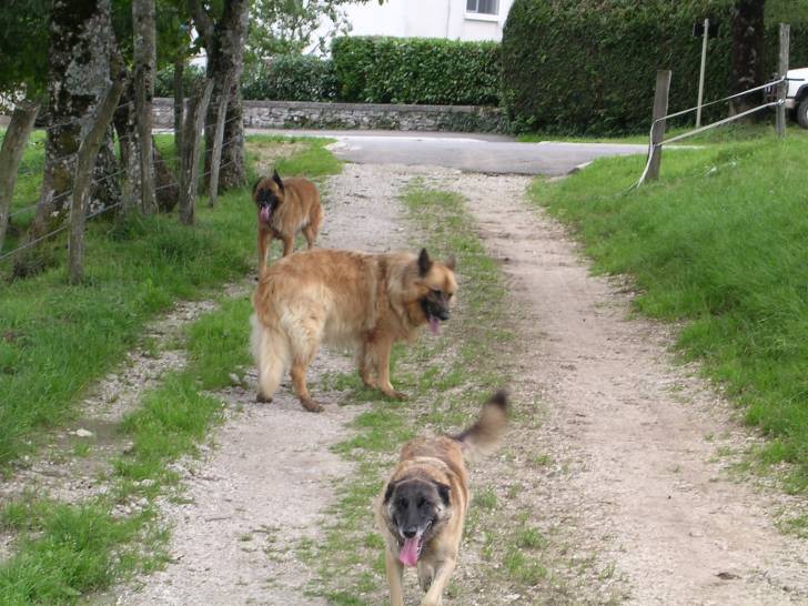 kéops, Vicky et Asgardr - Berger Belge Tervueren
