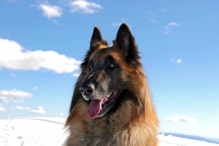 Photo Berger Belge Tervueren